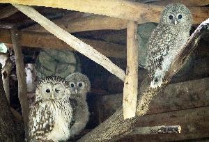 Abenteuer-Sommer im Zoo Leipzig